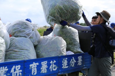 全民動員除「綠癌」，花蓮百人齊力清除小花蔓澤蘭131公斤。